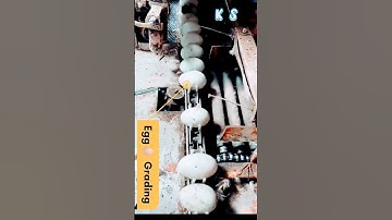 Grading of egg 🥚#poultryfarming #poultry #egg #agriculture #farm #producer #egg_hatchery