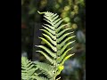 Fern — 300 Million Years of Elegance