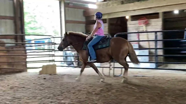 Buddy. Haflinger gelding.