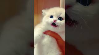 #kitten#viralshort#youtubeshorts#catcutevideo#cats #viralcat#caticko#viralvideo #viralshort#viralca