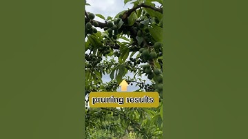 Pruning plum tree 🌳 #satisfying #farming #pruning #shorts