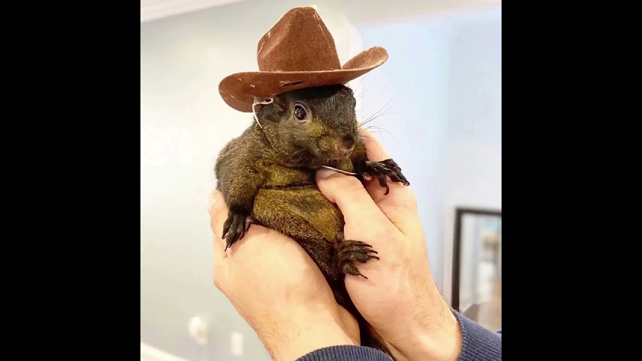 Watch Peanut the Squirrel on YouTube Watch Peanut the Squirrel on YouTube