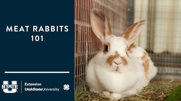 Raising and Caring for Meat Rabbits 101