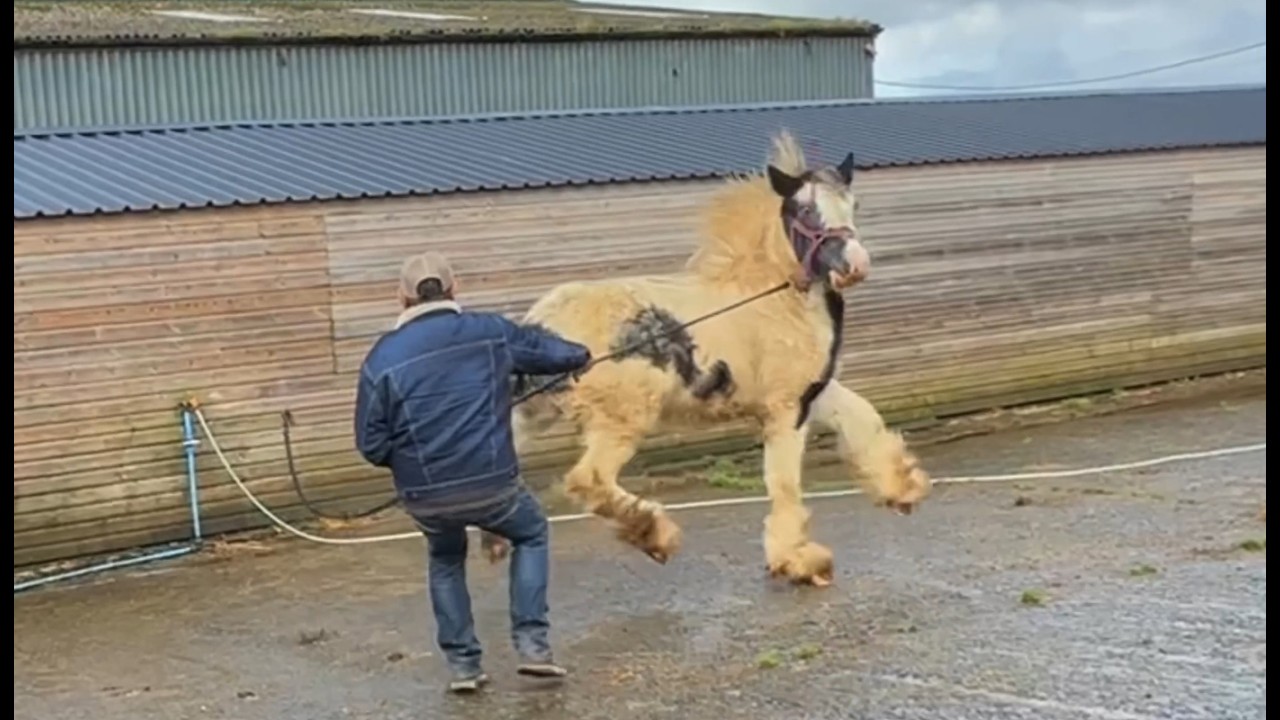 New companion Horse is extremely difficult!?? Wont let anyone touch him!!