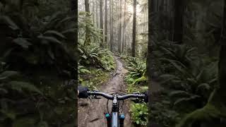 Epic biking singletrack trail stretching, Dense moss-covered pine forest surrounds the path.