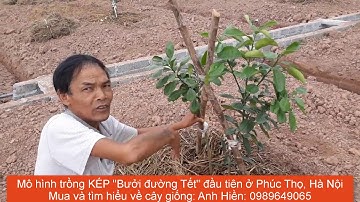 Mô hình trồng KÉP bưởi đường tết tại Phúc Thọ, Hà Nội