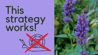 Outsmart Slugs & Snails: The Secret to Growing Slug-Proof Plants in Your Garden! Profile