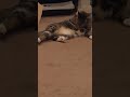 Clean that belly sir #cat #cats #kitten