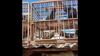 Story whatsapp jemur merpati kesayangan