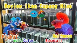 Review Cupang Halfmoon dan Plakat Multicolor | Update Harga Cupang 2022 Review Cupang Halfmoon dan Plakat Multicolor | Update Harga Cupang 2022