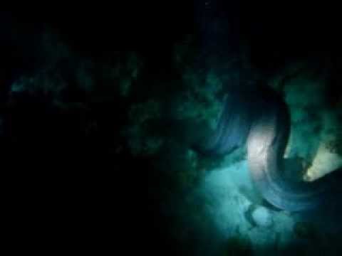 morena gigante-giant moray III
