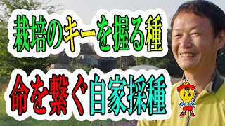 【自然栽培51】自家採種のやり方紹介するよ。自然栽培で種取を続けると、種が綺麗になり、作物も健康になるよ！！水菜、カブ、大根の種取するよ。種取の基本を学ぼう！！