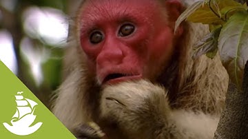 The white bald-headed uakari