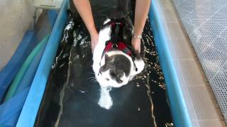 NEW: Buddha the Cat on the Water Treadmill 8/21/2013