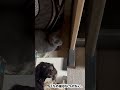 飼い猫なのに1度も抱っこした事がない。