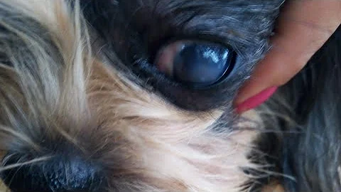 O que fazer quando fura o olho do cachorro?