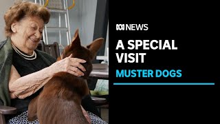 Muster Dogs stars Frank Finger, Annie and Lucifer visit Clermont aged care home | ABC News