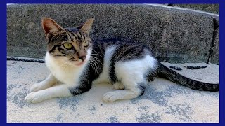 防波堤で寝ていた野良猫をナデナデしてきた
