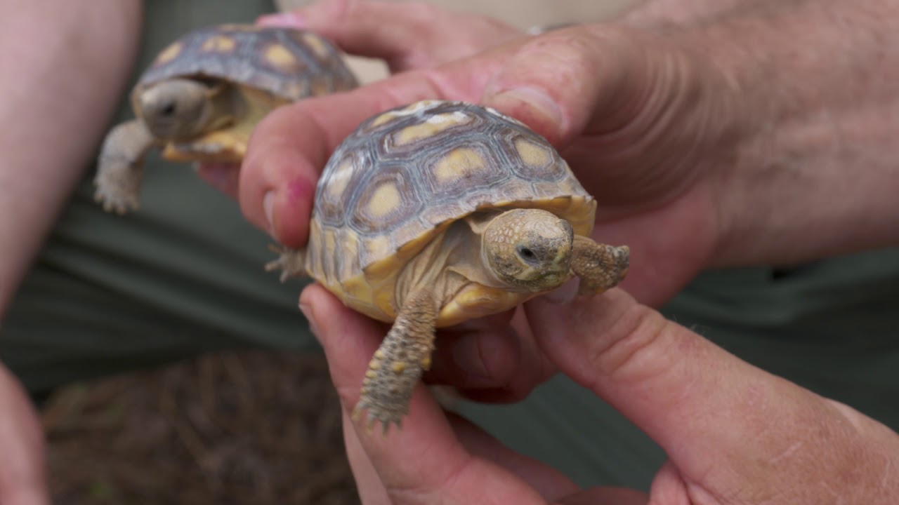 Прибрежное королевство: Песчаные холмы