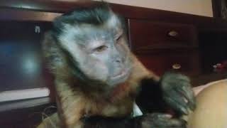 ASMR Capuchin Monkey Gunner Boeh