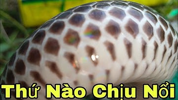 Thăm Bẫy Rắn Một Mình Giữa Rừng Hoang Và Cái Kết Út Lãng Tử 2