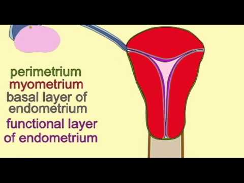 Video: În timpul fazei menstruale ce strat al endometrului este eliminat?