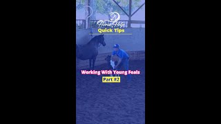 Working With Young Foals! Part 2! | The Horse Guru-Michael Gascon
