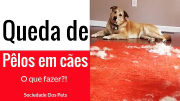 O que faz pelo de cachorro cair?