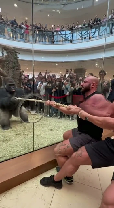 💪 Gorilla vs Humans Tug of War — You Won’t Believe the Power! 🦍🔥 #shorts