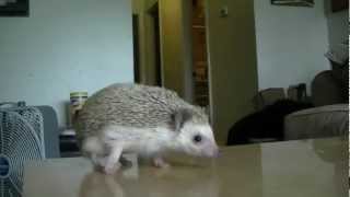 African Pygmy Hedgehog Care Information