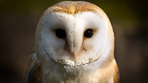 Owl Documentary - Fascinating Facts About Owls (New Documentaries)