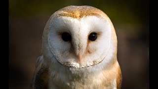Owl Documentary - Fascinating Facts About Owls (New Documentaries)