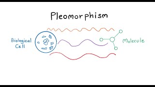 Pleomorphism