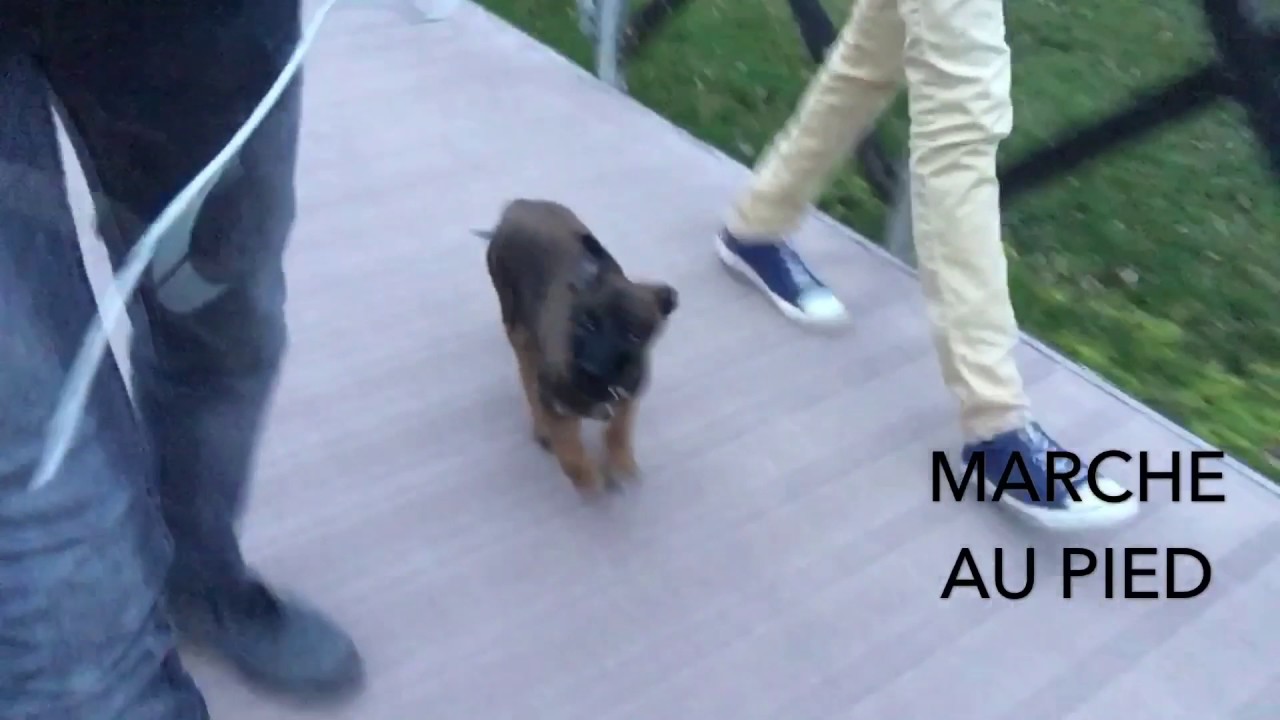 Comment Dresser Un Chiot De 2 Mois Pdf