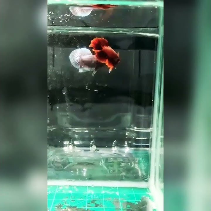 BETTA FISH. #555` #SHORTS #BETTAFISH