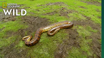 The Anaconda is a Heavyweight of Snakes | Nat Geo Wild