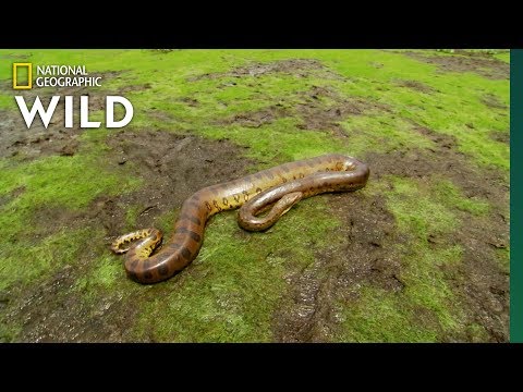 The Anaconda is a Heavyweight of Snakes