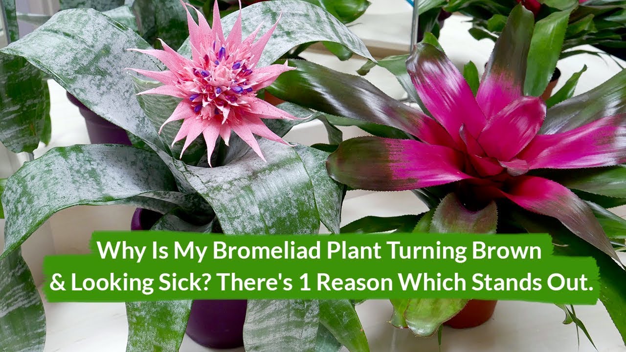 Bromeliad how to care for my plant is diing