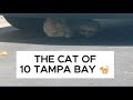 The 10 Tampa Bay cat