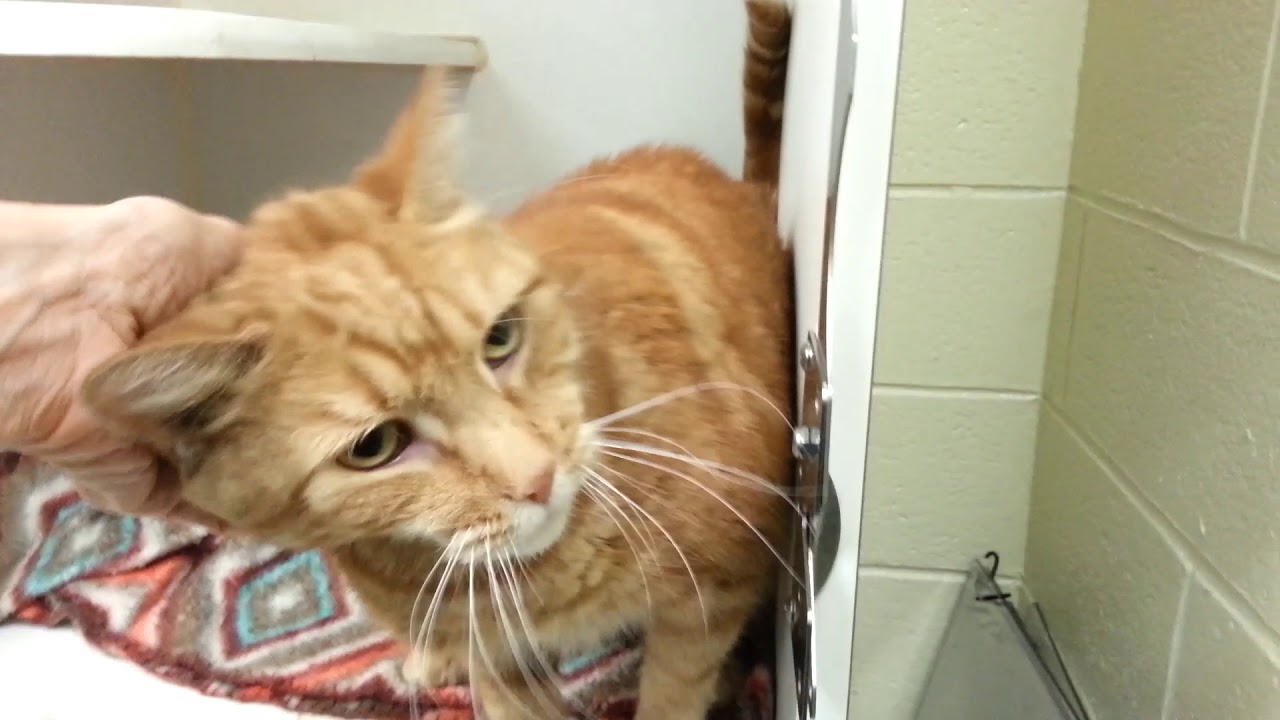 adopt cats long island Tigger 62872 *At Risk* 5-29 Curious Handsome Dude! NYCACC