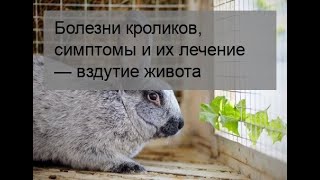 Болезни кроликов, симптомы и их лечение - вздутие живота