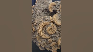 Fossils at the Buffalo Gem, Mineral, Fossil Show - 2025 #geology #fossils  #archeology