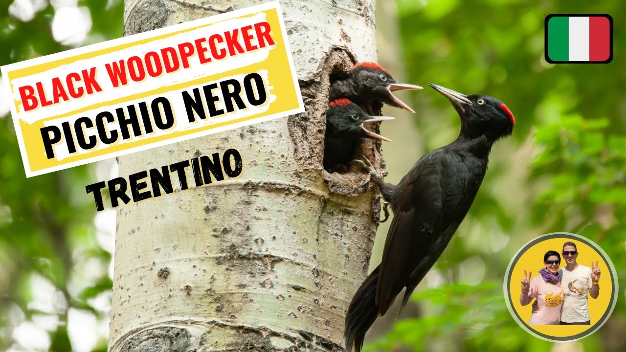 The black woodpecker with juveniles 