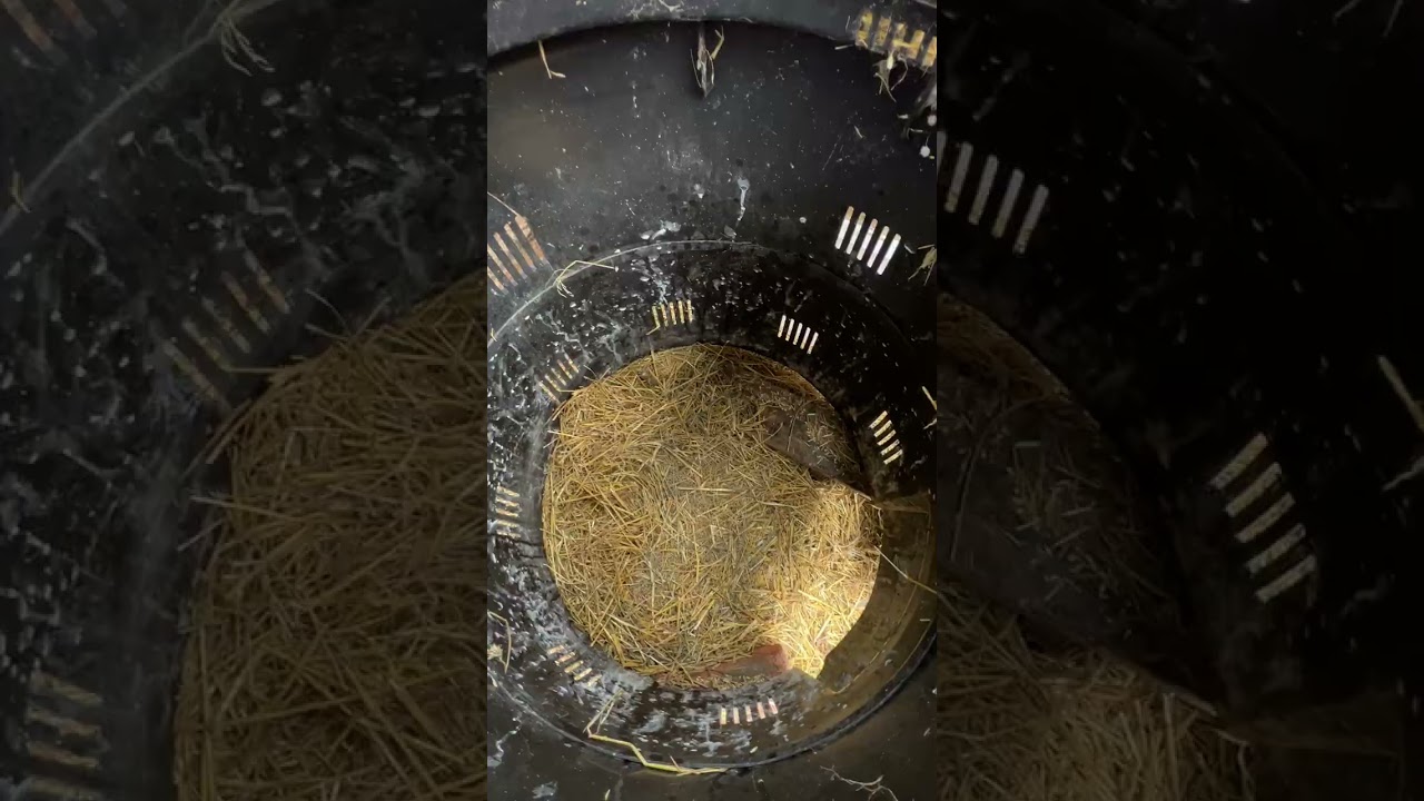 Backyard Rabbitry Update Winter 2025