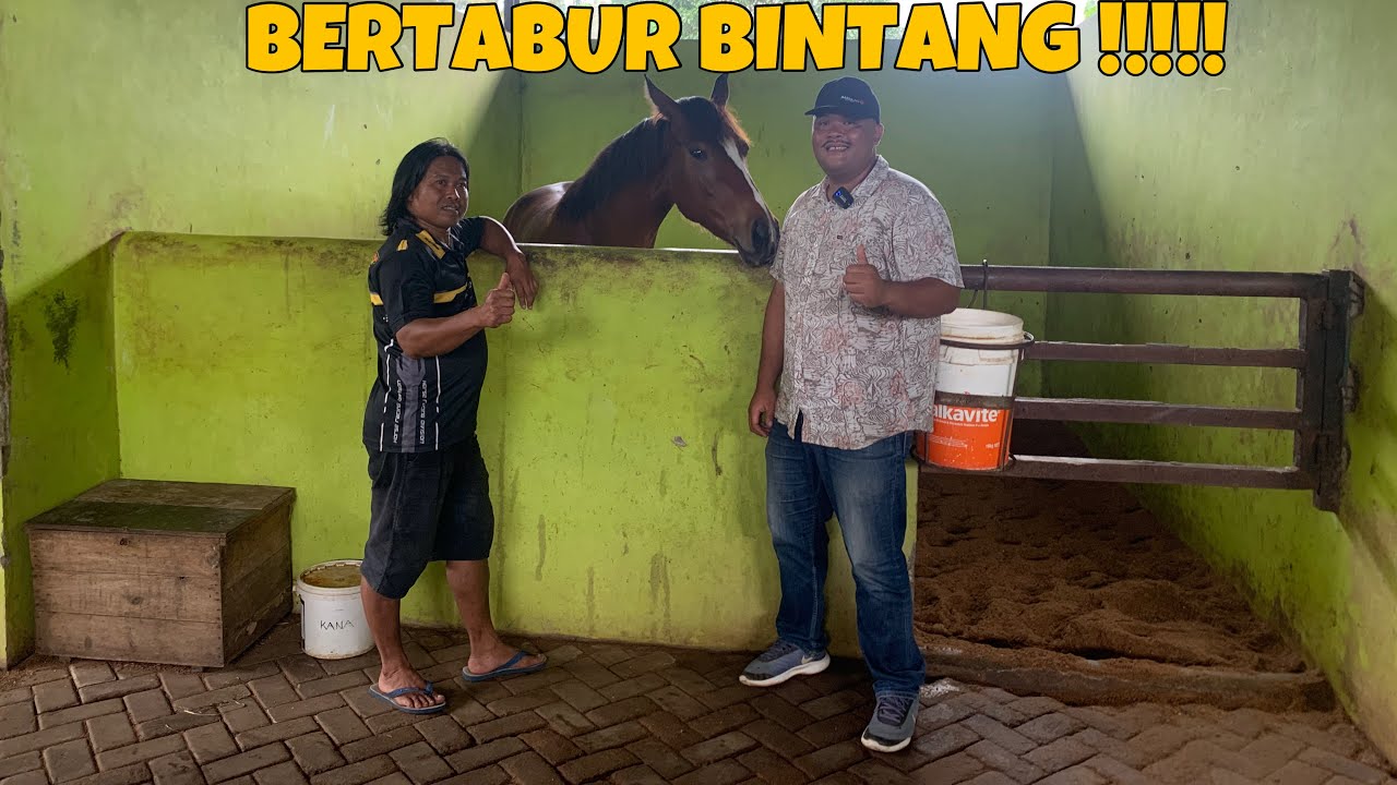 INI DIA REVIWE 10 EKOR AMUNISI KUDA PACU TOP MILIK ECLIPSE STABLE UNTUK PERSIAPAN JATENG DRTBY 2025