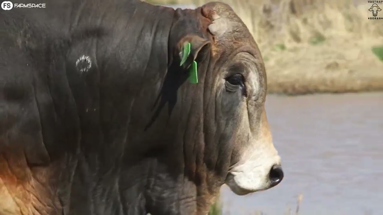 Eenvormigheid, geneties beproefde lyne en bulle waarop jy kan staatmaak.