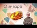 О янтаре. Александр Гук.