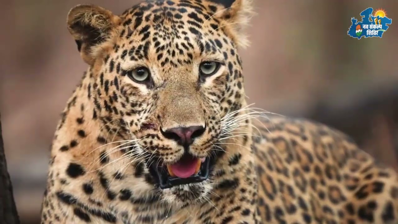 Mandu umang singhar video