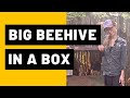 Big beehive in a box