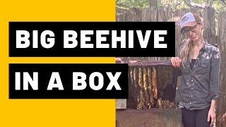 Big Beehive in a Box